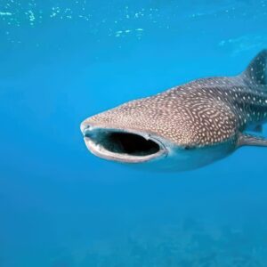 La Paz - Espiritu Santo Island/Whale Shark Combo