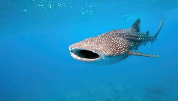 La Paz - Espiritu Santo Island/Whale Shark Combo