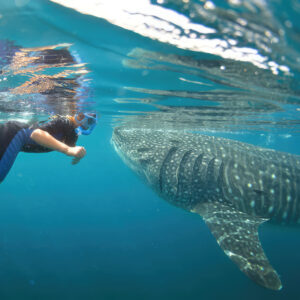 La Paz - Premium Whale Shark Swimming