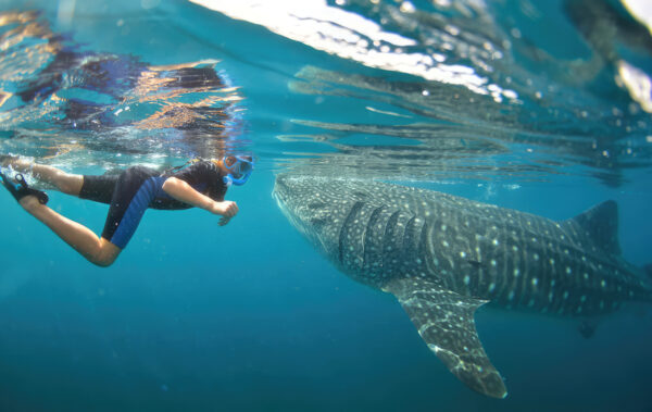 La Paz - Premium Whale Shark Swimming