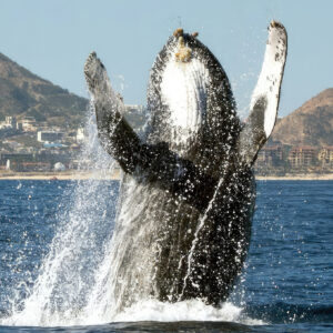 Cabo San Lucas - Whale Watching