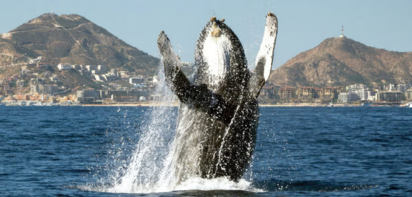 Cabo San Lucas - Whale Watching