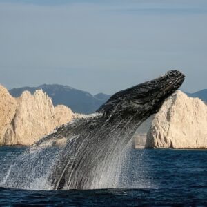 Cabo San Lucas - Cabo Wave - Whale Watching