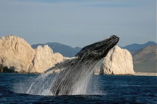 Cabo San Lucas - Cabo Wave - Whale Watching