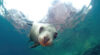 Espiritu Santo/Sea Lion Snorkeling