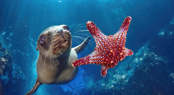 La Paz - Espiritu Santo/Sea Lion Snorkeling