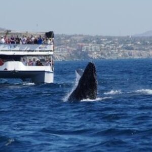 Cabo San Lucas - Cabo Escape - Whale Watching - Transportation Included